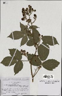 spécimen de Rubus macrostachys