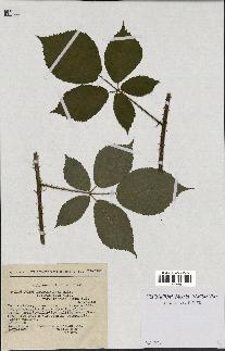 spécimen de Rubus macrostachys