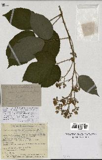 spécimen de Rubus macrostachys