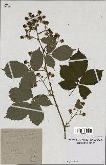 spécimen de Rubus macrostachys