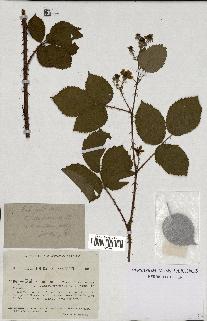 spécimen de Rubus montanus