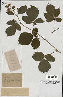 spécimen de Rubus hebecaulis