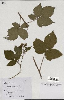 spécimen de Rubus hebecaulis