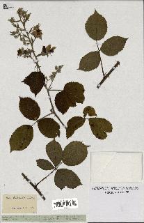 spécimen de Rubus hebecaulis