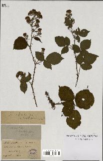 spécimen de Rubus villicaulis