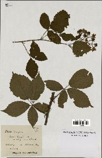 spécimen de Rubus sprengelii