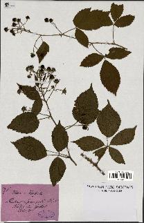 spécimen de Rubus sprengelii