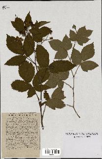 spécimen de Rubus plicatus