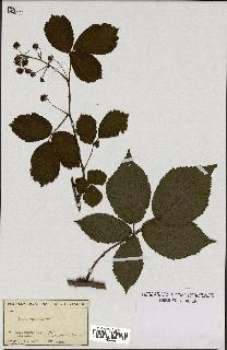 spécimen de Rubus opacus
