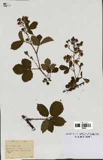 spécimen de Rubus nitidus