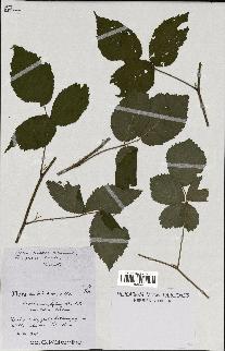 spécimen de Rubus macrophyllus