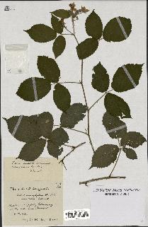 spécimen de Rubus macrophyllus