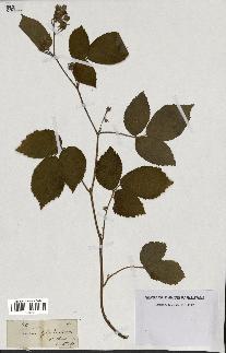 spécimen de Rubus glandulosus