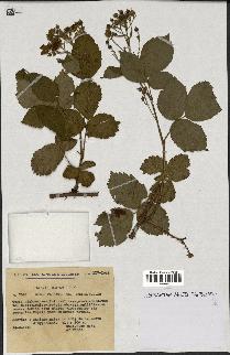 spécimen de Rubus plicatus