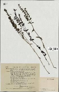 spécimen de Odontites vernus