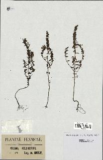 spécimen de Odontites vernus