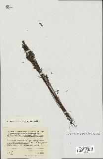 spécimen de Odontites vernus