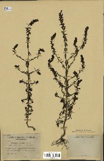 spécimen de Odontites vernus