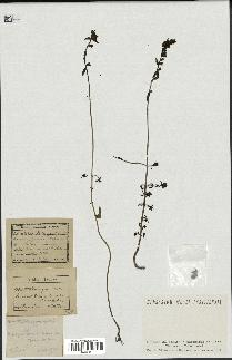 spécimen de Odontites vernus