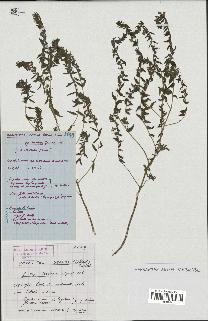 spécimen de Odontites vernus