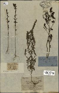 spécimen de Odontites vernus