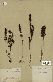 spécimen de Odontites vernus