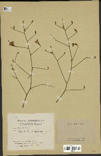 spécimen de Convolvulus dorycnium