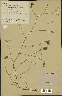 spécimen de Convolvulus dorycnium