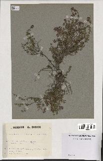 spécimen de Thymus serpyllum
