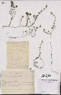 spécimen de Thymus serpyllum