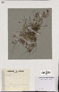 spécimen de Thymus serpyllum