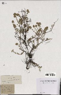 spécimen de Thymus serpyllum