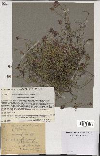 spécimen de Thymus serpyllum