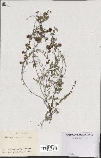 spécimen de Thymus serpyllum