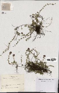 spécimen de Thymus serpyllum