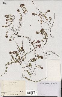 spécimen de Thymus serpyllum