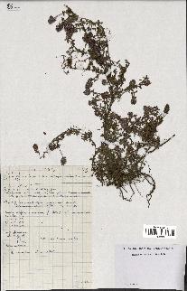 spécimen de Thymus serpyllum
