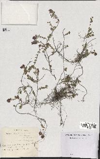 spécimen de Thymus serpyllum