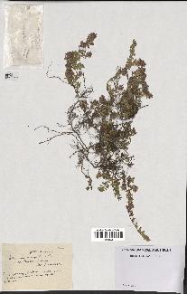 spécimen de Thymus serpyllum