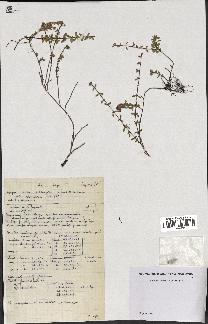 spécimen de Thymus serpyllum