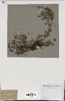 spécimen de Thymus serpyllum