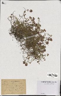 spécimen de Thymus serpyllum