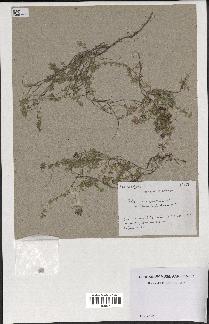 spécimen de Thymus serpyllum