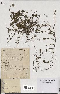 spécimen de Thymus serpyllum