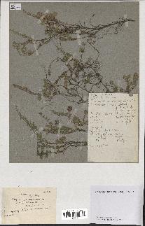 spécimen de Thymus serpyllum