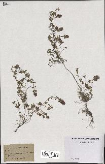 spécimen de Thymus serpyllum