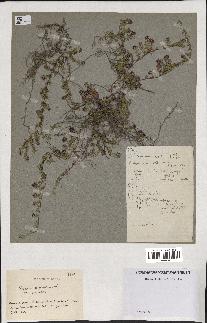 spécimen de Thymus serpyllum