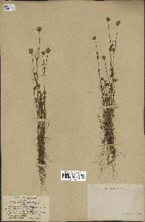 spécimen de Plantago arenaria