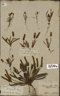 spécimen de Plantago bellardii