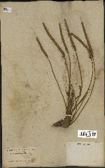 spécimen de Plantago macrorhiza